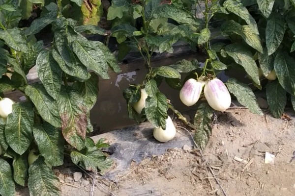 人参果如何施肥,基肥通常要重施