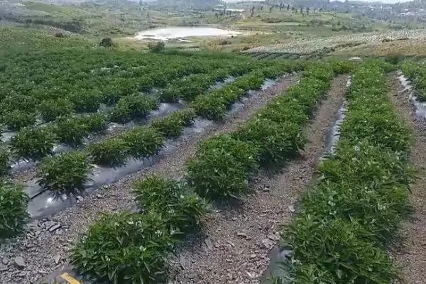 人参果如何施肥,基肥通常要重施