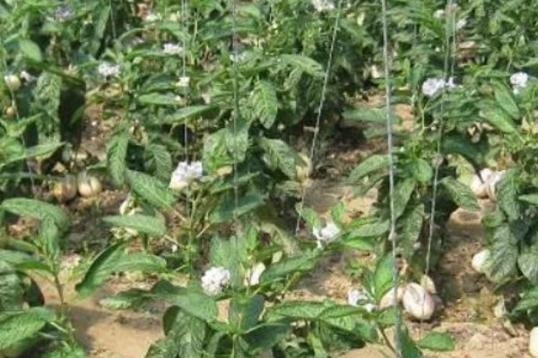 人参果如何施肥,基肥通常要重施