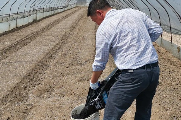 人参果如何施肥,基肥通常要重施