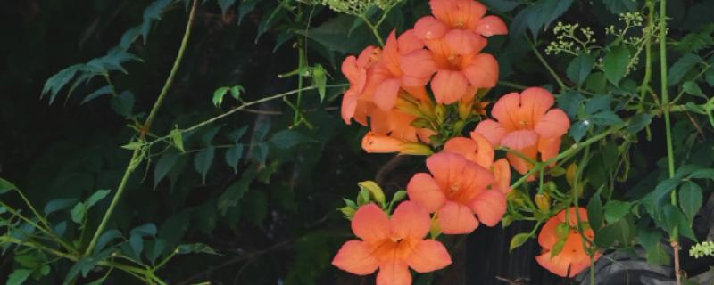 地栽凌霄花的注意事项，确保它每天晒光8-9小时