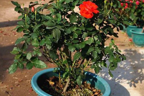 玫瑰老桩会不会开花,会开花