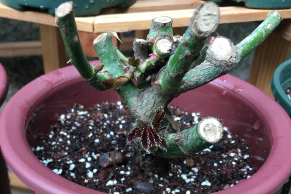 玫瑰老桩会不会开花,会开花