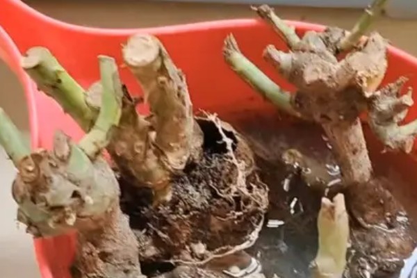 玫瑰老桩会不会开花,会开花