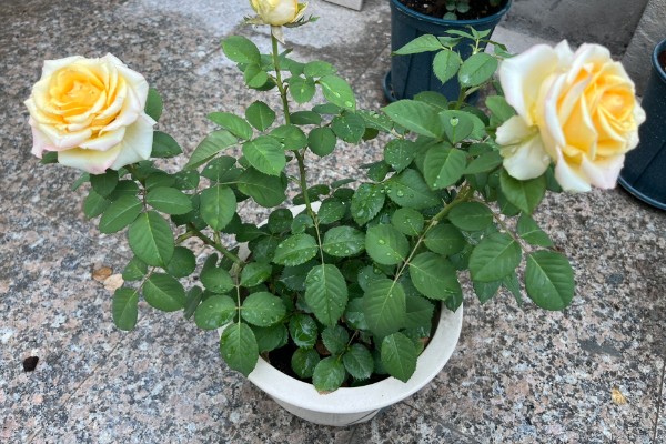 玫瑰老桩会不会开花,会开花