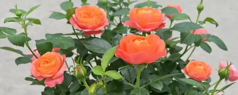 蔷薇的花语，寓意浪漫爱情、永恒微笑等