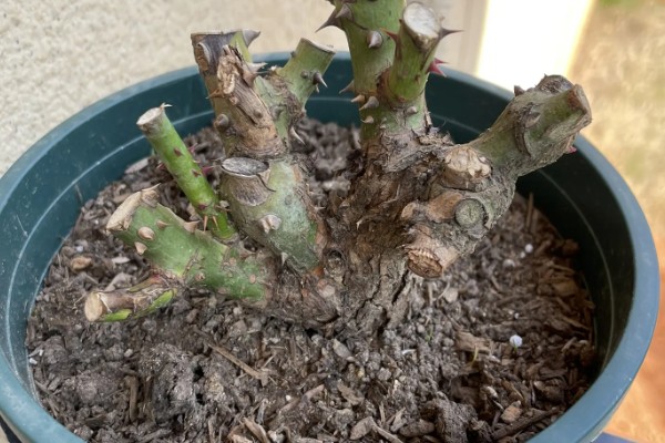 玫瑰老桩会不会开花,会开花