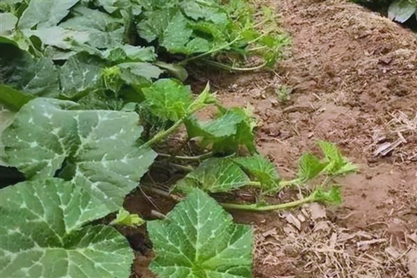 怎么种植南瓜，出苗后要搭架