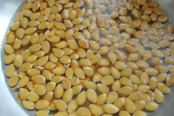 怎么种植南瓜，出苗后要搭架