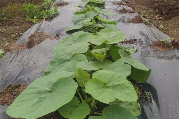 怎么种植南瓜，出苗后要搭架