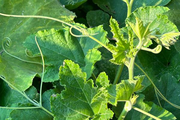 怎么种植南瓜，出苗后要搭架