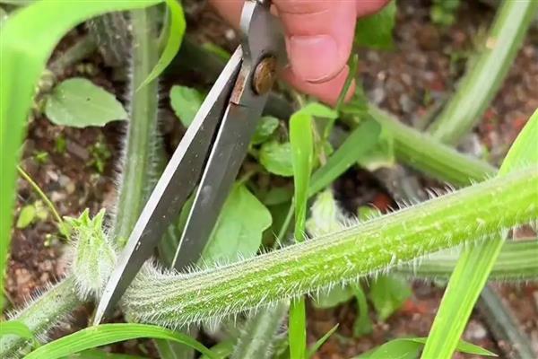 怎么种植南瓜，出苗后要搭架