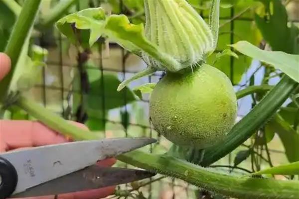 怎么种植南瓜，出苗后要搭架