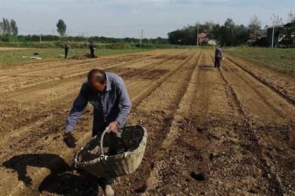 春天露地糯玉米怎么种植，每穴播入2粒种子