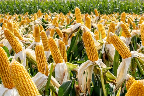 春天露地糯玉米怎么种植，每穴播入2粒种子