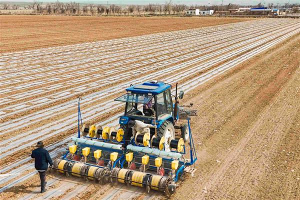 春天露地糯玉米怎么种植，每穴播入2粒种子