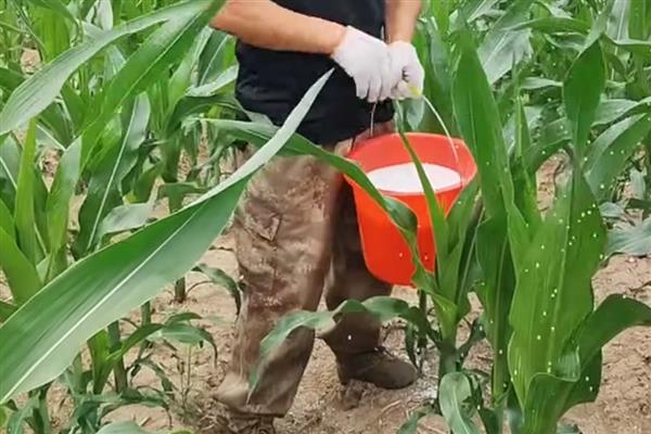 春天露地糯玉米怎么种植，每穴播入2粒种子