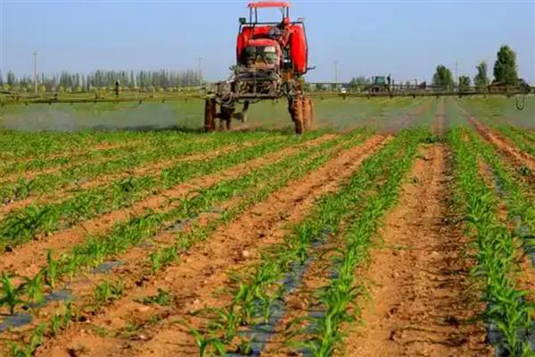 春天露地糯玉米怎么种植，每穴播入2粒种子