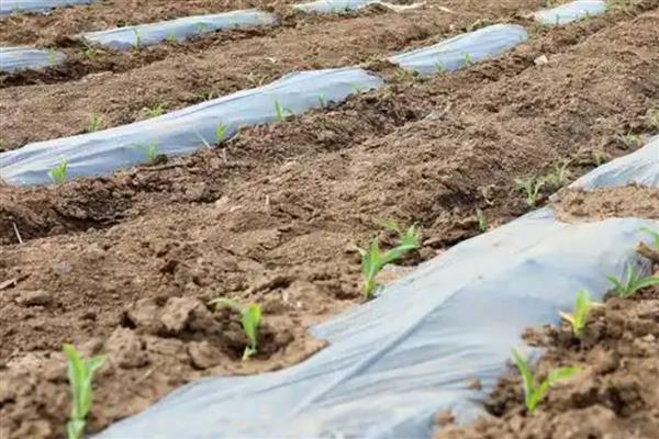 春天露地糯玉米怎么种植，每穴播入2粒种子