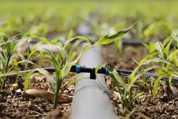 春天露地糯玉米怎么种植，每穴播入2粒种子