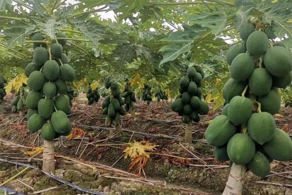 木瓜的种植方法，可以在春季或冬季进行