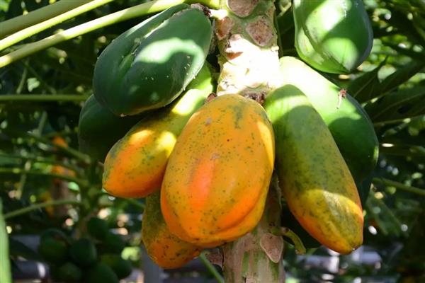 木瓜的种植方法，可以在春季或冬季进行