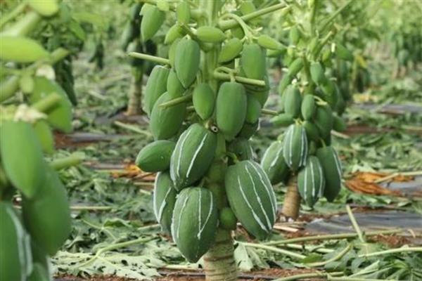 木瓜的种植方法，可以在春季或冬季进行