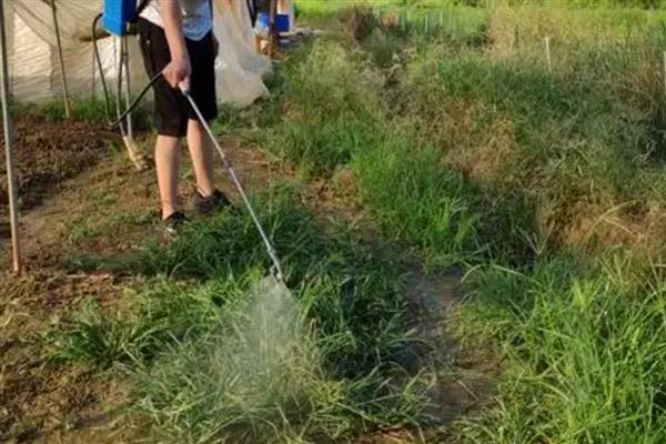 乙草胺的使用范围与方法,对马唐、狗尾草等有特效