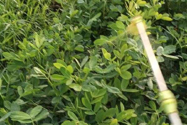 乙草胺的使用范围与方法,对马唐、狗尾草等有特效