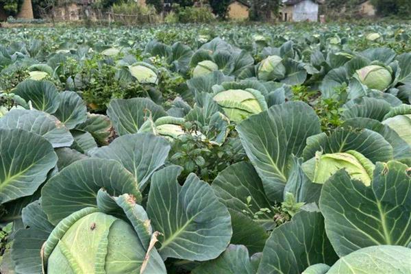包菜的种植技术，适宜的生长温度是20到28℃