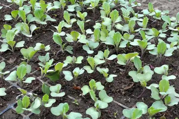 包菜的种植技术，适宜的生长温度是20到28℃