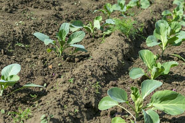 包菜的种植技术，适宜的生长温度是20到28℃