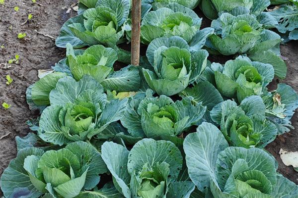 包菜的种植技术，适宜的生长温度是20到28℃