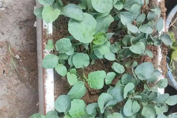 包菜的种植技术，适宜的生长温度是20到28℃