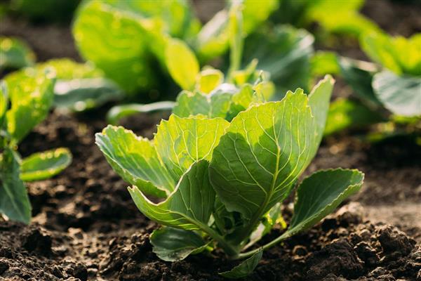 包菜的种植技术，适宜的生长温度是20到28℃