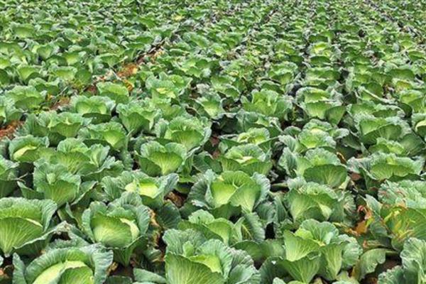 包菜的种植技术，适宜的生长温度是20到28℃