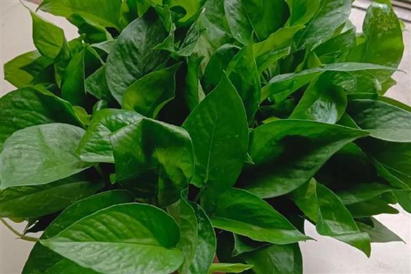 哪些植物可以水培,包括铜钱草、绿萝等品种