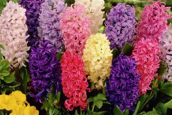 哪些植物可以水培,包括铜钱草、绿萝等品种