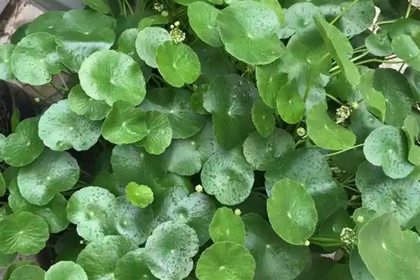 哪些植物可以水培,包括铜钱草、绿萝等品种