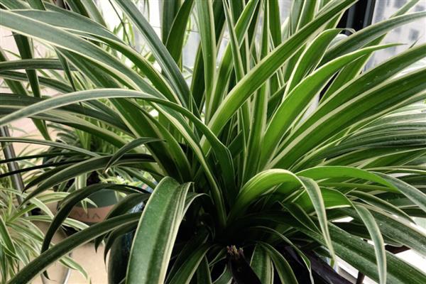 哪些植物可以水培,包括铜钱草、绿萝等品种