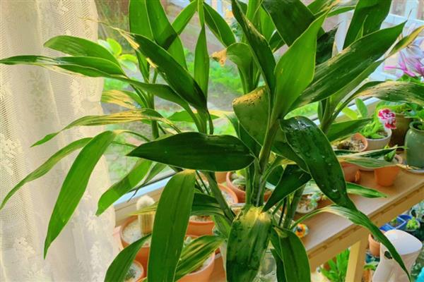 哪些植物可以水培,包括铜钱草、绿萝等品种