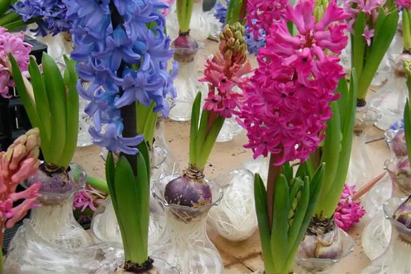 哪些植物可以水培,包括铜钱草、绿萝等品种