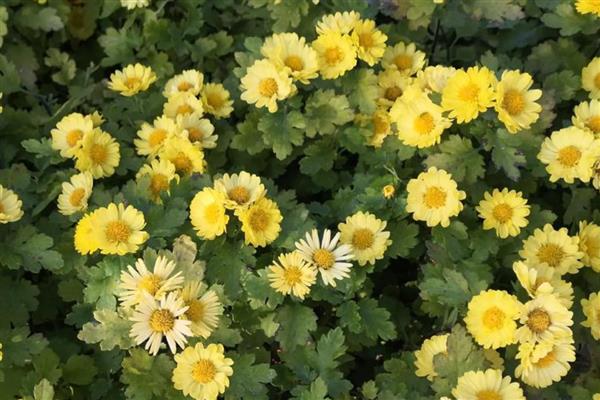 哪些植物可以水培,包括铜钱草、绿萝等品种