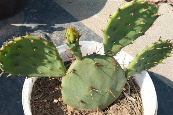 哪些植物可以水培,包括铜钱草、绿萝等品种