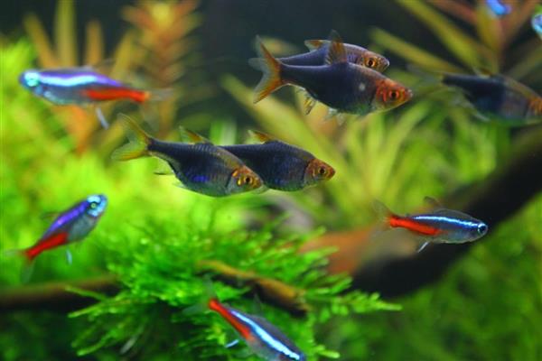 红绿灯鱼能和什么鱼一起养,推荐宝莲灯鱼、月光鱼等