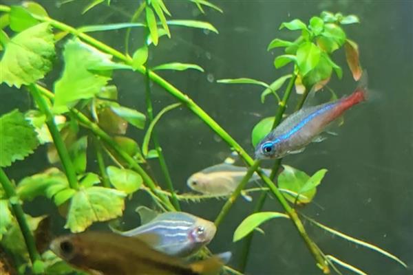 红绿灯鱼能和什么鱼一起养,推荐宝莲灯鱼、月光鱼等