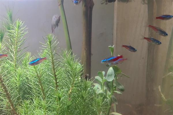 红绿灯鱼能和什么鱼一起养,推荐宝莲灯鱼、月光鱼等