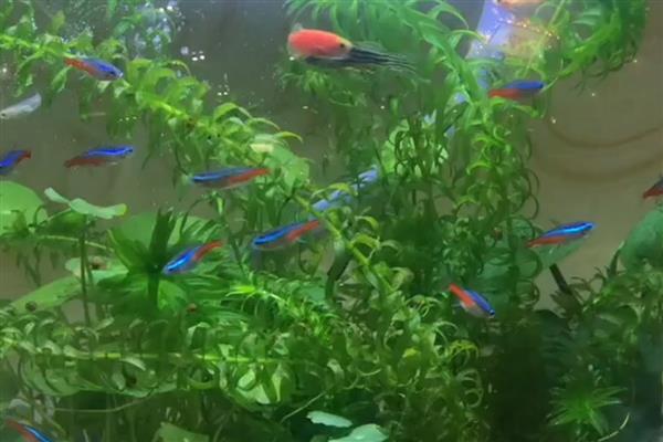 红绿灯鱼能和什么鱼一起养,推荐宝莲灯鱼、月光鱼等