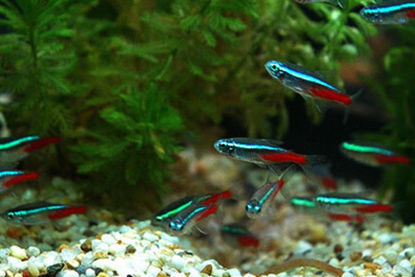 红绿灯鱼能和什么鱼一起养,推荐宝莲灯鱼、月光鱼等