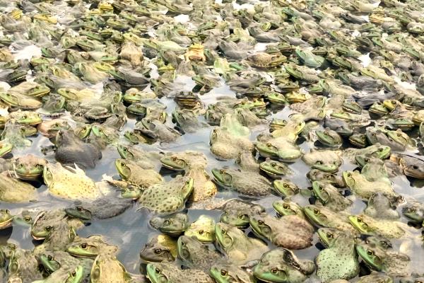 农村养什么可在短时间内挣钱，肉鸡、鸭子、斑鸠等动物是适宜选择